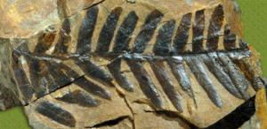 fossil-fern